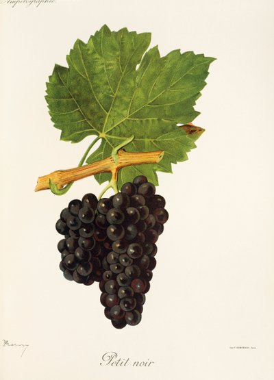 Uva Petit Noir di J. Troncy da Jules Troncy