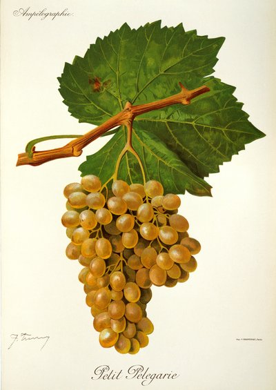 Uva Petit Pelegarie da Jules Troncy