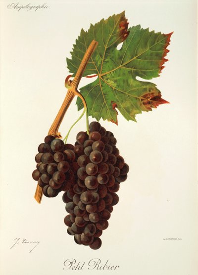 Uva Petit Ribier da Jules Troncy