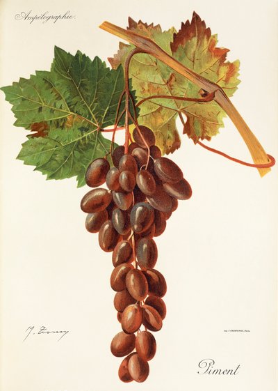Uva Piment da Jules Troncy