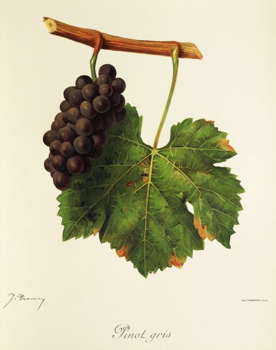 Uva Pinot Grigio da Jules Troncy