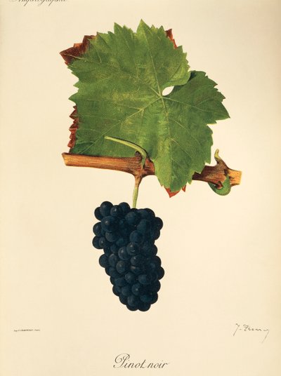 Uva Pinot Noir da Jules Troncy