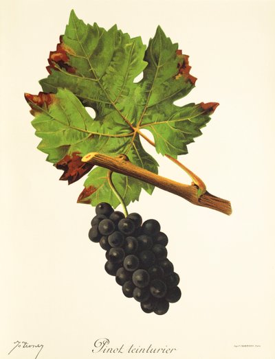 Uva Pinot Teinturier da Jules Troncy