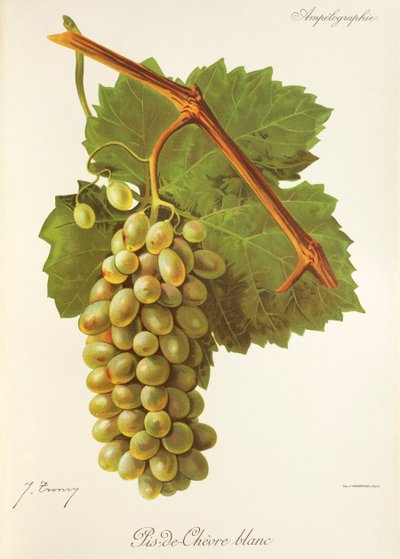 Uva Pis-de-Chevre Blanc da Jules Troncy