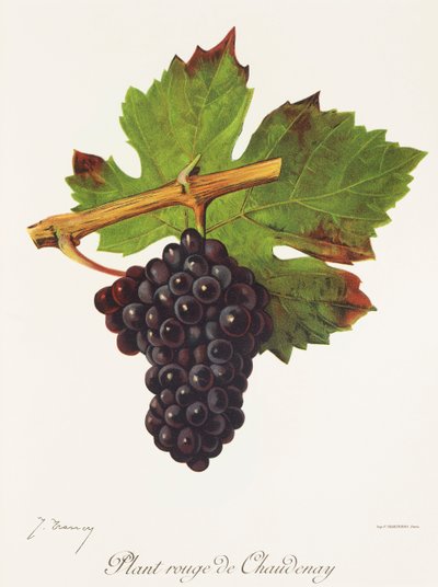 Uva Plant Rouge de Chaudenay da Jules Troncy