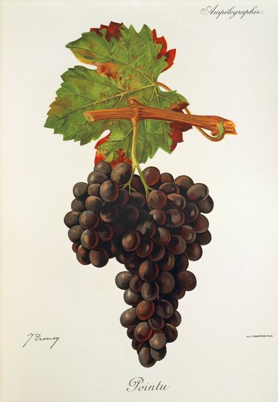 Uva Pointu da Jules Troncy