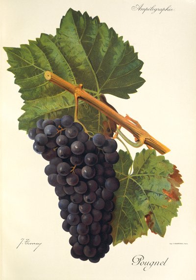 Uva Pougnel da Jules Troncy