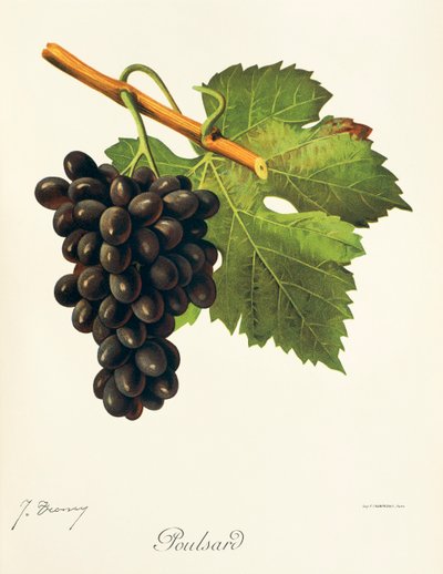 Poulsard da Jules Troncy