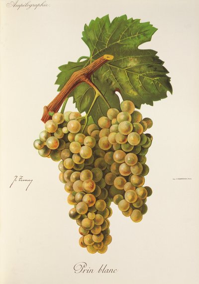 Uva Prin Blanc da Jules Troncy
