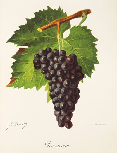 Uva Provareau da Jules Troncy
