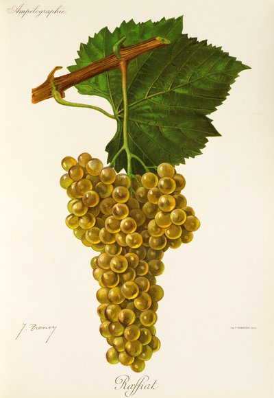 Uva Raffiat da Jules Troncy