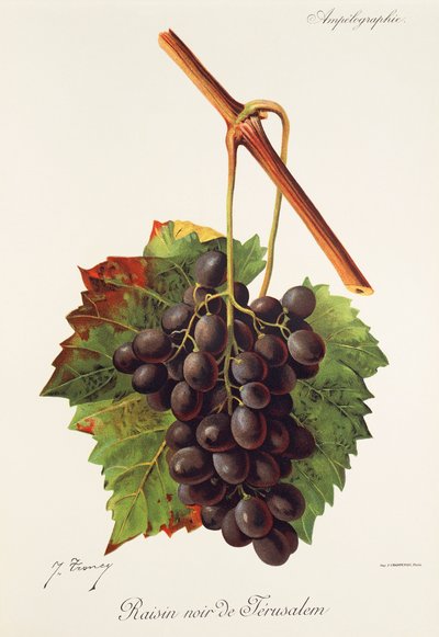 Raisin Noir de Jerusalem da Jules Troncy