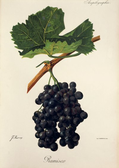 Uva Ramisco da Jules Troncy