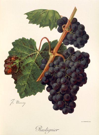 Uva Rastignier da Jules Troncy