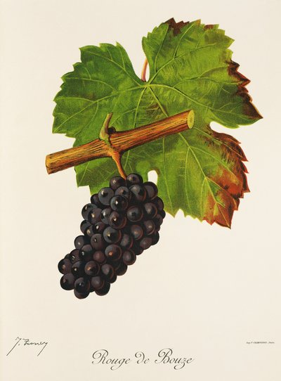 Uva Rouge de Bouze da Jules Troncy