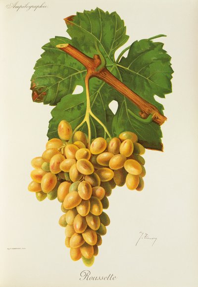 Roussette da Jules Troncy