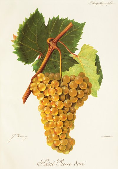 Uva Saint-Pierre Doré da Jules Troncy