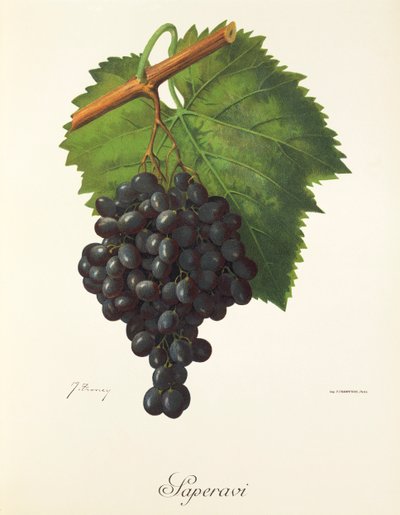 Uva Saperavi di J. Troncy da Jules Troncy