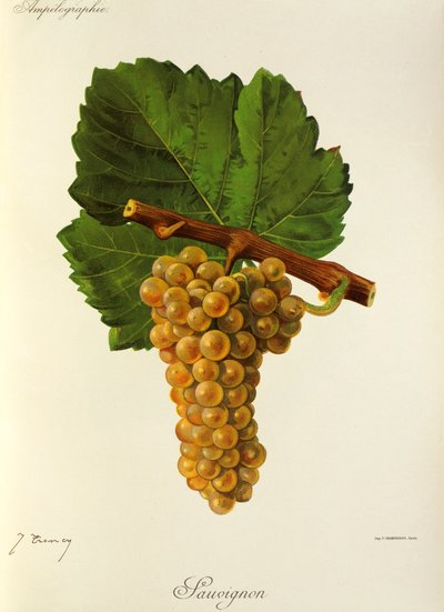 Uva Sauvignon di J. Troncy da Jules Troncy