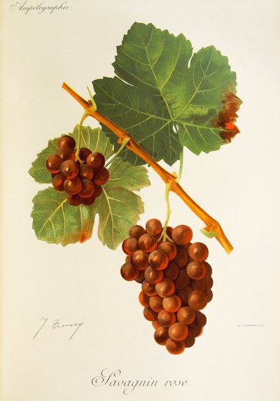 Savagnin Rose da Jules Troncy