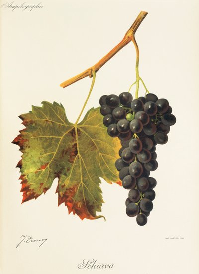Uva Schiava da Jules Troncy