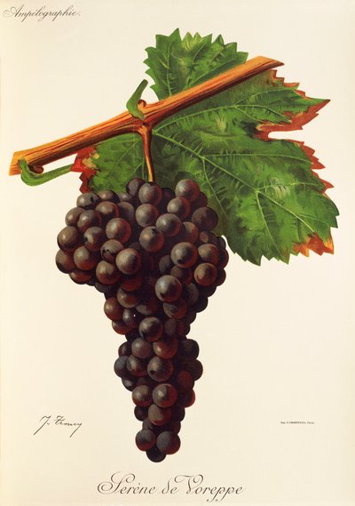 Uva Serene de Voreppe da Jules Troncy
