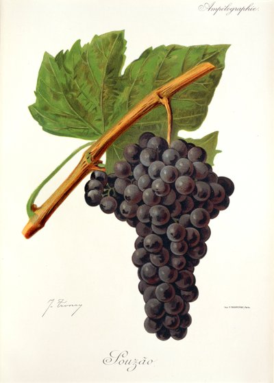 Uva Souzao da Jules Troncy