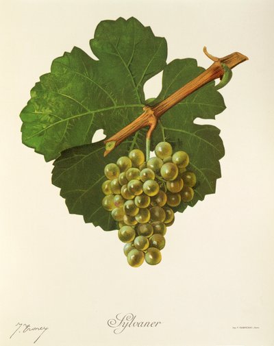 Sylvaner da Jules Troncy