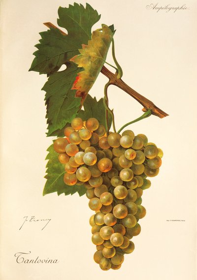 Uva Tantovina da Jules Troncy