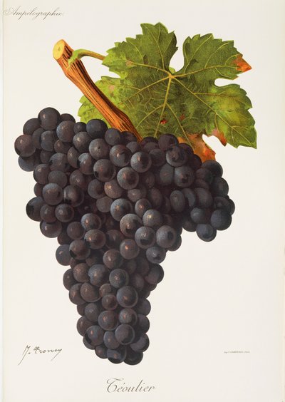Uva Teoulier da Jules Troncy