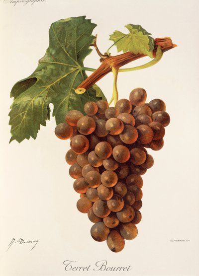 Uva Terret Bourret da Jules Troncy
