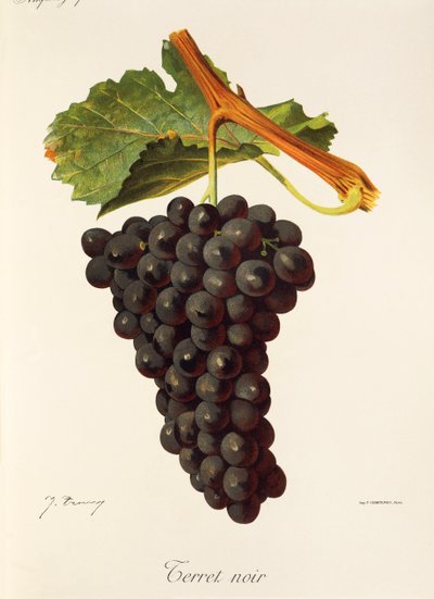 Uva Terret Noir da Jules Troncy