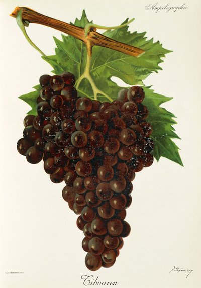 Uva Tibouren di J. Troncy da Jules Troncy