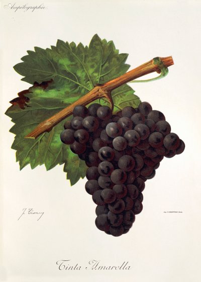 Uva Tinto Amarella da Jules Troncy