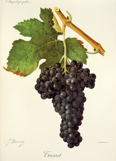 Uva Tressot da Jules Troncy