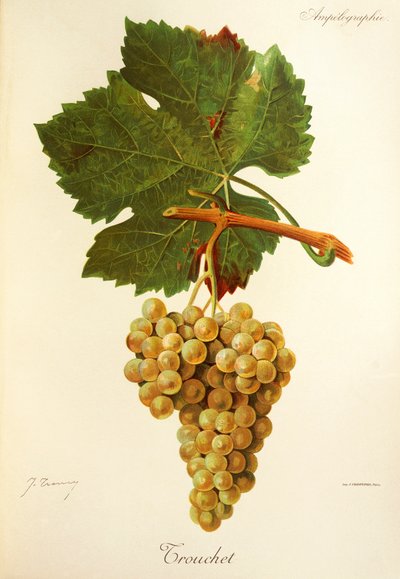 Uva Trouchet da Jules Troncy