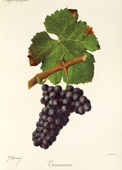 Uva Trousseau da Jules Troncy