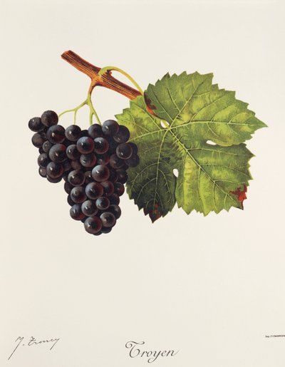 Uva Troyen da Jules Troncy