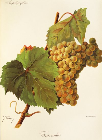 Uva Turruntes da Jules Troncy