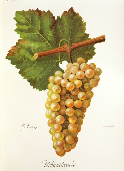 Uva Urbanitraube da Jules Troncy