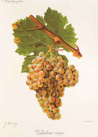 Valteliner Rouge da Jules Troncy