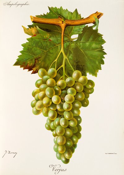 Uva Verjus da Jules Troncy
