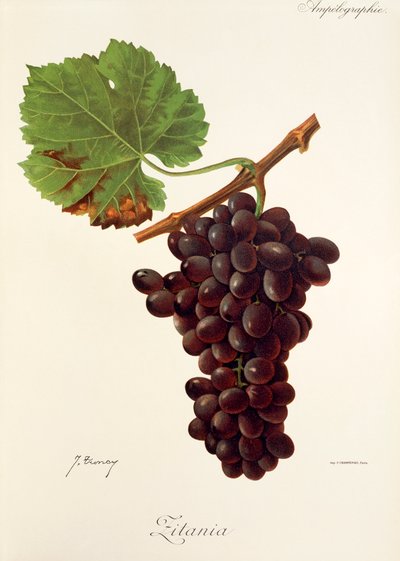 Zitania da Jules Troncy
