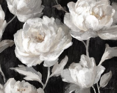 Peonie bianche su sfondo nero – Julia Cheney da Julia Cheney