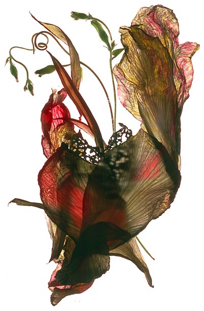 Morning Glory Canna Heart, 2012 da Julia McLemore