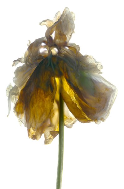 Stand di peonie bianche da Julia McLemore