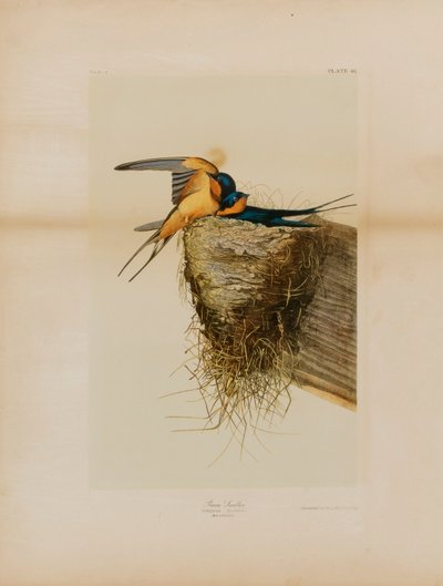 Rondine di fiume da Julius Bien