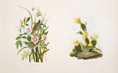 Fringuello di Mare/Fringuello d