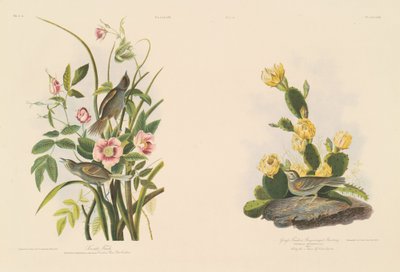 Fringuello di Mare; e Fringuello di Grafs o Zigolo dalle Ali Bay da Julius Bien after John James Audubon