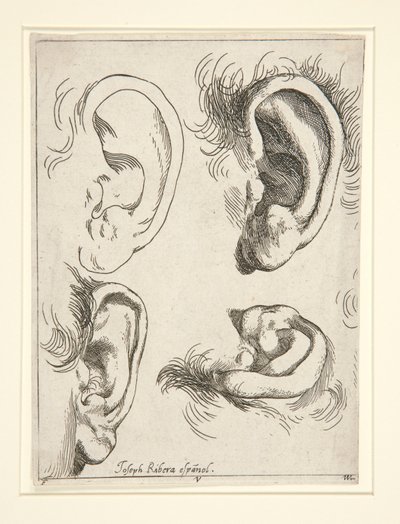 Studi di quattro orecchie da Jusepe de Ribera